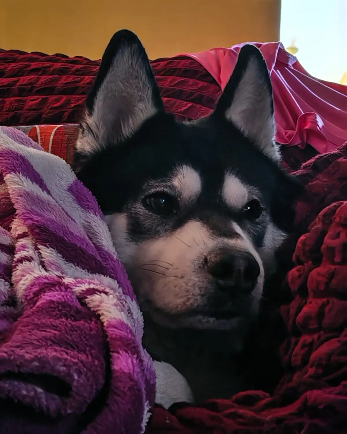 Luki